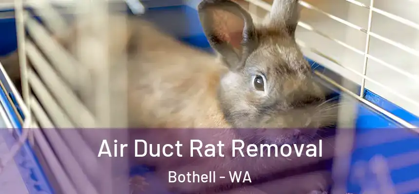 Air Duct Rat Removal Bothell - WA